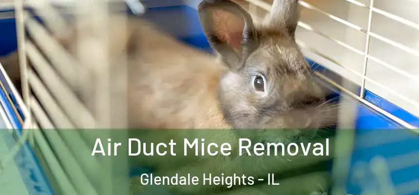  Air Duct Mice Removal Glendale Heights - IL